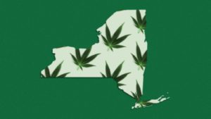 New York Cannabis Growers License