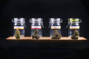 NY Cannabis Dispensary License